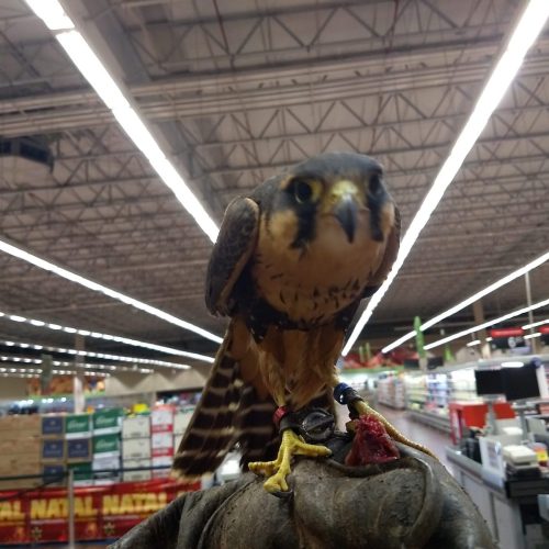 Falcoaria como Patrimônio Cultural Imaterial - UNESCO